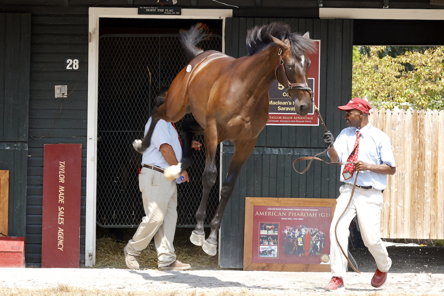 Like this Constitution colt, who sold for $300,000 at the sale of New York-breds, the young horses can’t always maintain their poise. Photo: Fasig-Tipton