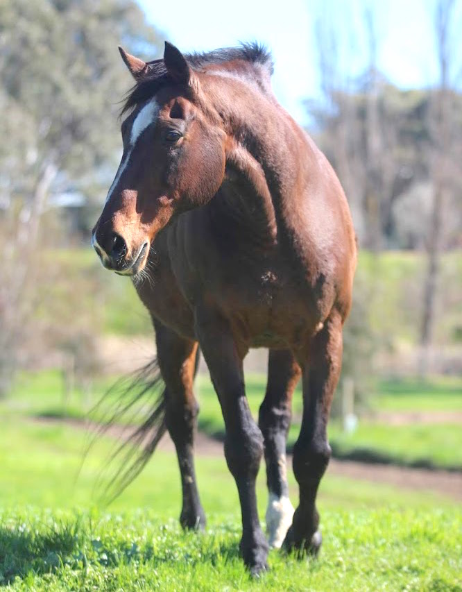 Desert King: “He had the most wonderful temperament, and boy what an action; he just filled your eye with his presence,” says Lynden Park Stud’s Julie Nairn. Photo: Kristen Manning