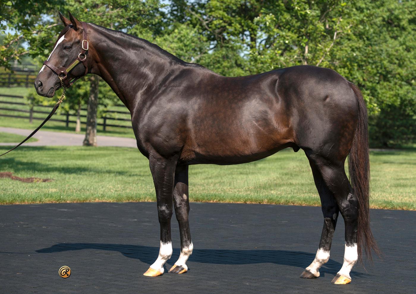 Tiznow at WinStar Farm. “He’s probably the most popular horse we’ve ever had here,” says WinStar president Elliott Walden