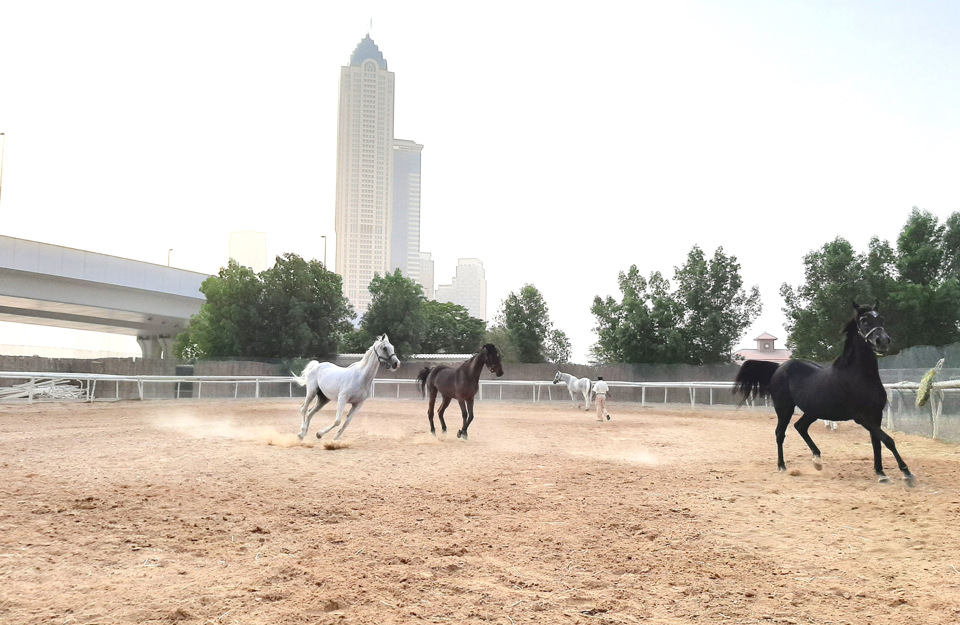 Under the shadow of a skyscraper: Around 60 retired Thoroughbreds and Arabian are cared for at Dubai Racing Club’s Retirement Home and Rehabilitation Centre