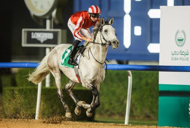 Purebred Arabian RB Rich Like Me, an impressive winner for Adrie De Vries and trainer Fawzi Nass at Meydan, is a possible for Riyadh at the end of February. Photo: Dubai Racing Club