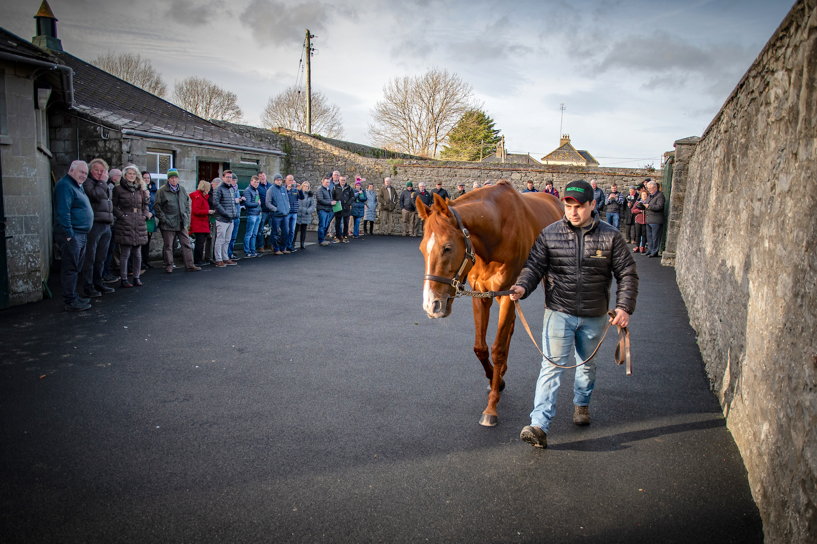 Popular attraction: 2019 Arc winner Waldgeist, whose first crop of foals sold for up to €180,000 last year, was drew plenty of visitors at Ballylinch Stud during the 2020 Stallion Trail. He will be there again this time. Photo: ITM