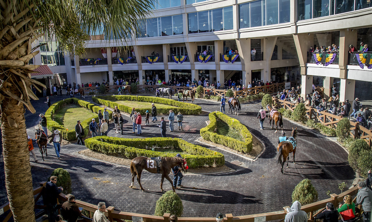 The Fair Grounds paddock is arguably the most beautiful at any racetrack in America. Photo: Lou Hodges Jr