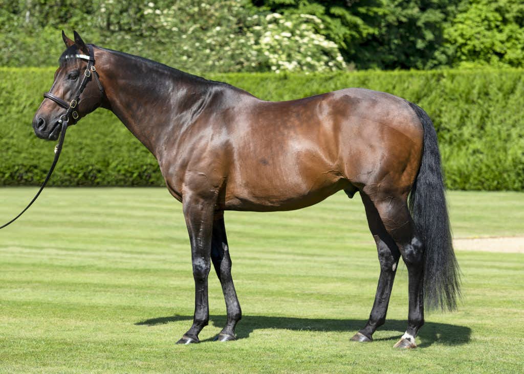 Kingman: former top-class miler is #4 on TRC Global Rankings for turf sires. Photo: juddmonte.com