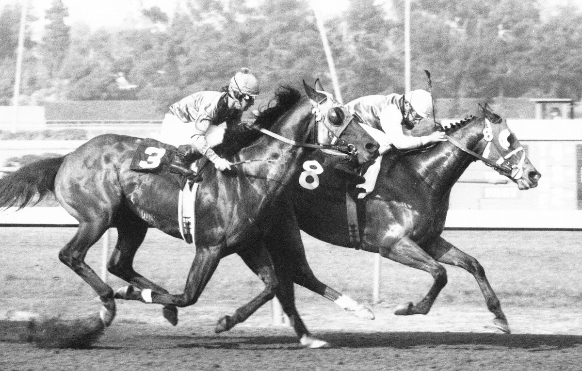 Ancient Title, under Laffit Pincay, wins the 1974 Los Angeles Handicap at Hollywood Park, one of his seven stakes victories at seven furlongs without a defeat. The winner carried 8lb more than runner-up Woodland Pines. Photo provided by Edward Kip Hannan, courtesy of Hollywood Park