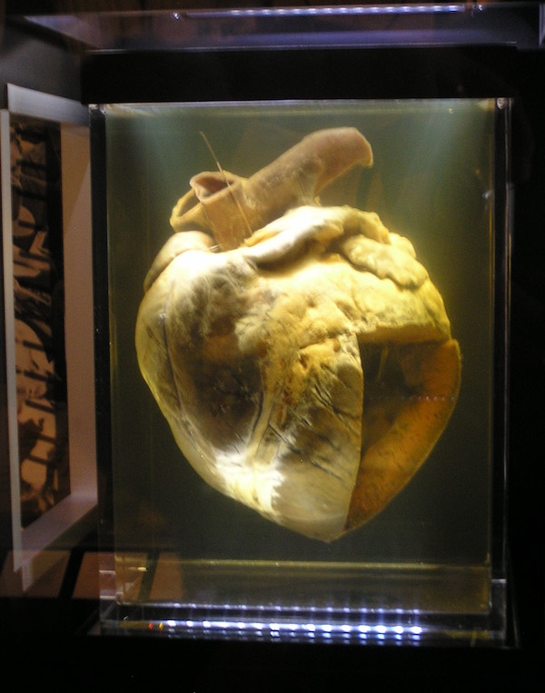 Phar Lap’s heart is on display in the National Museum of Australia in Canberra, though authenticity is disputed. Photo: Wikimedia Commons