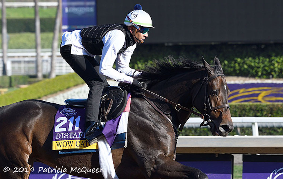 Wow Cat: Chilean Triple Crown winner in 2017 went on to G1 success in the US. Photo: Patricia McQueen