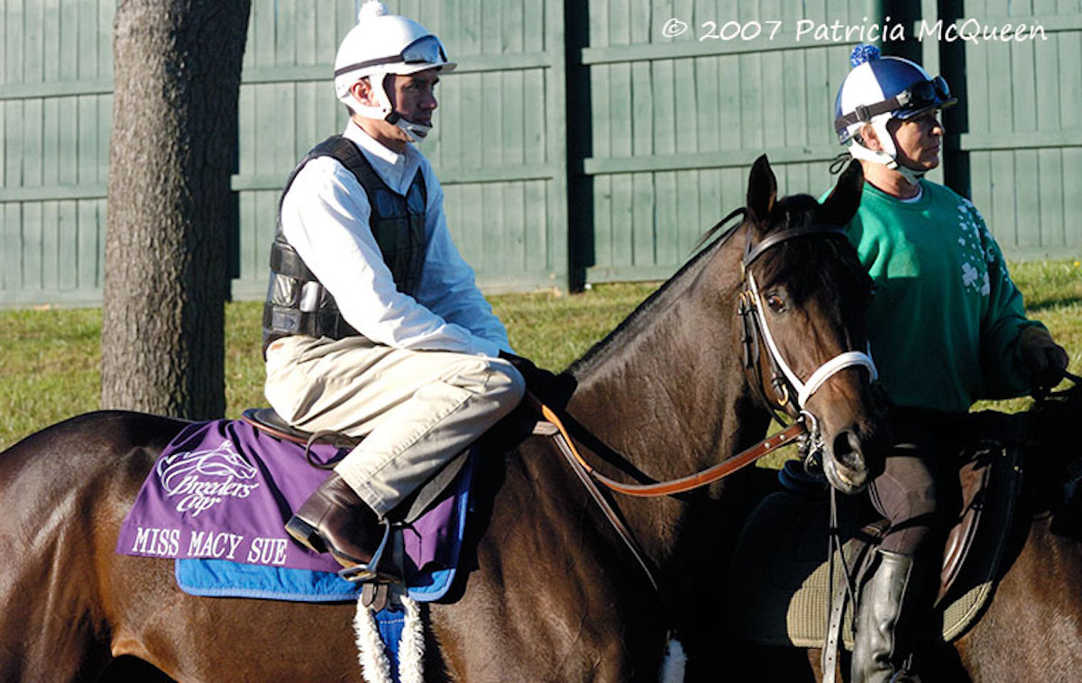 Miss Macy Sue: talented sprinter is the dam of both Not This Time and Breeders’ Cup Dirt Mile winner Liam’s Map. Photo: Patricia McQueen