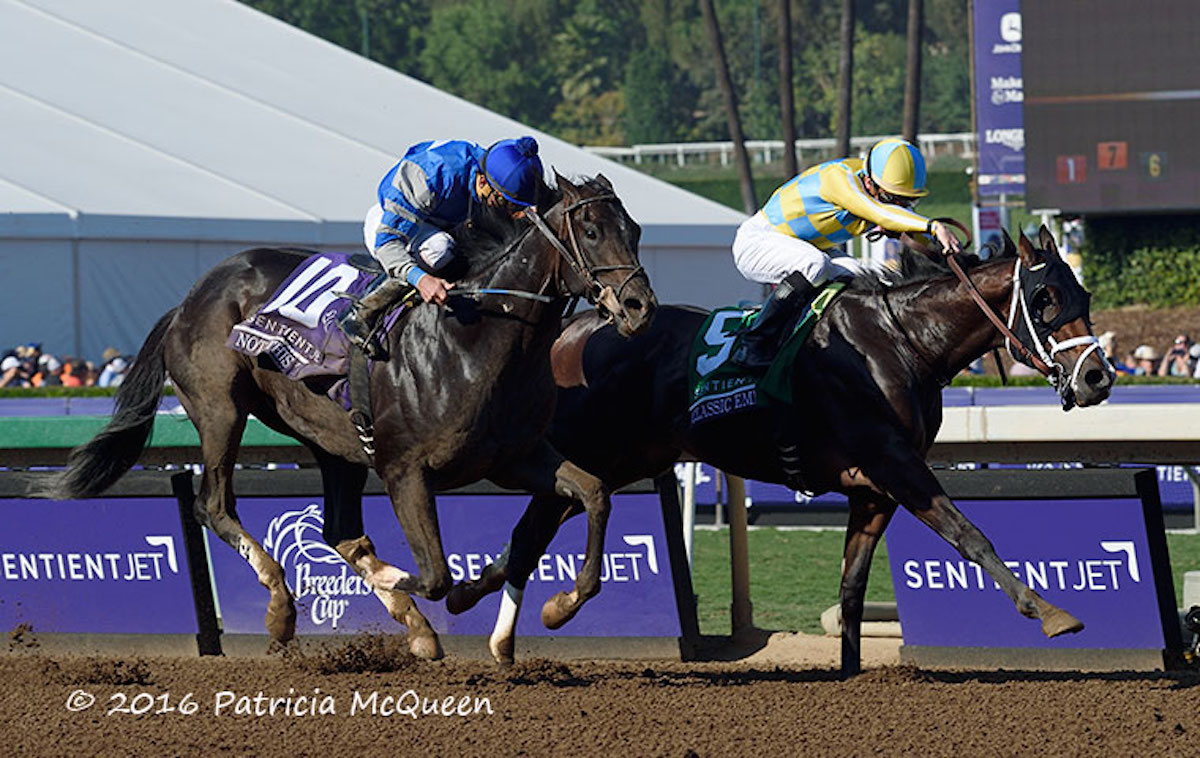 Not This Time (near side): runner-up in the Breeders’ Cup Juvenile of 2016 is sire of leading Kentucky Derby hopes Epicenter and Simplification. Photo: Patricia McQueen