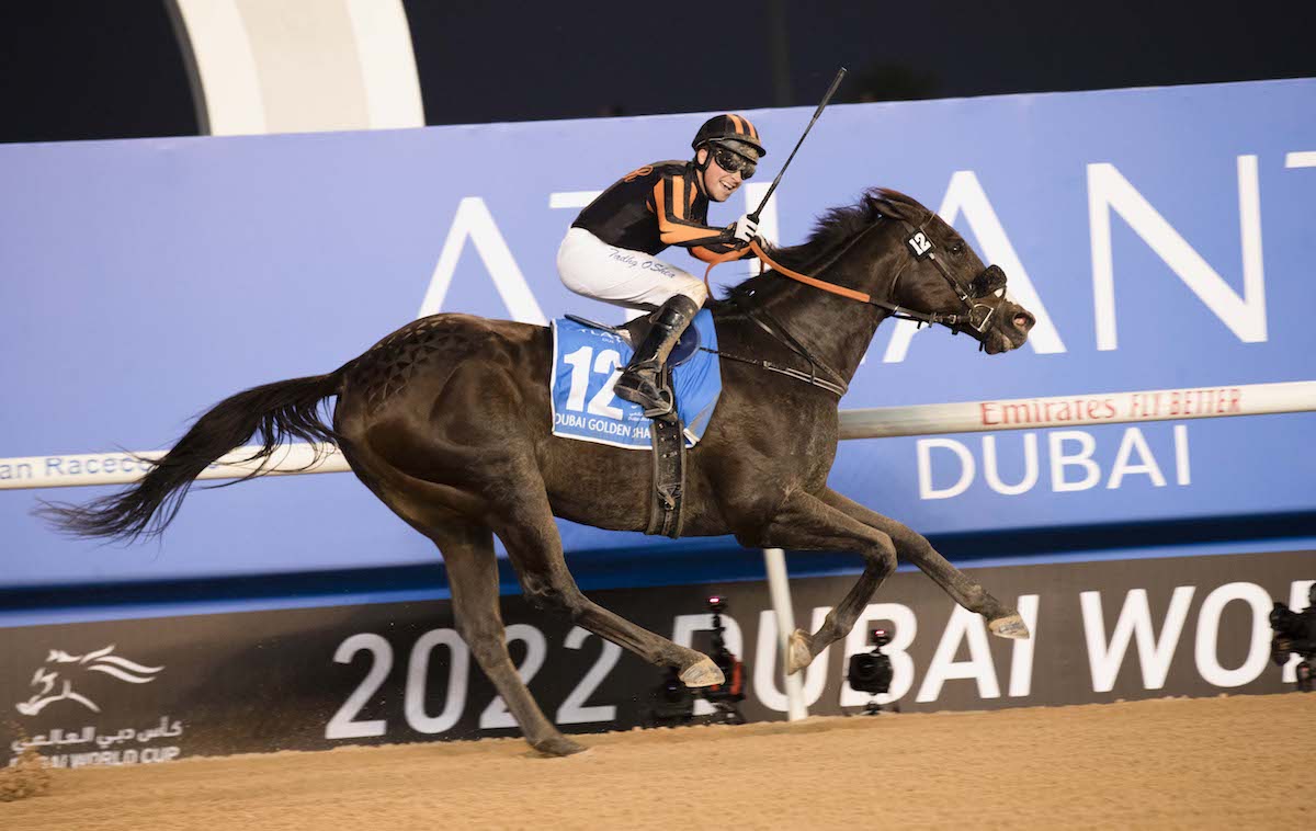 Veteran sprinter Switzerland (Tadhg O’Shea) provides the highlight of Bhupat Seemar’s season in Dubai Golden Shaheen. Photo: Dubai Racing Club