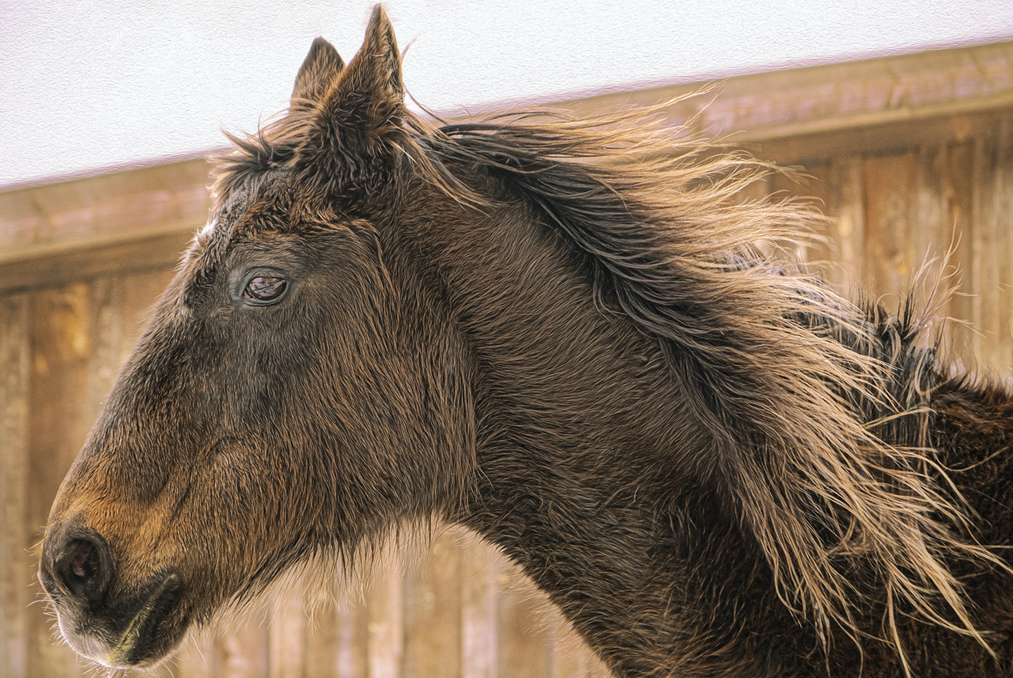 Old fella at Old Friends: Zippy Chippy, who lived out his days at the equine retirement facility at Cabin Creek, near Saratoga Springs. Photo: Connie Bush/Tiger Eye Photography