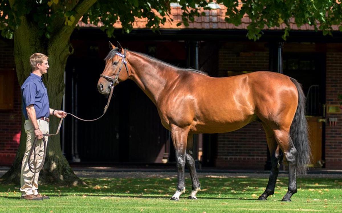 A mixture of pedigree, racecourse performance and support from breeders and buyers suggests that Cracksman has all the attributes for a successful stud career. Photo: Darley
