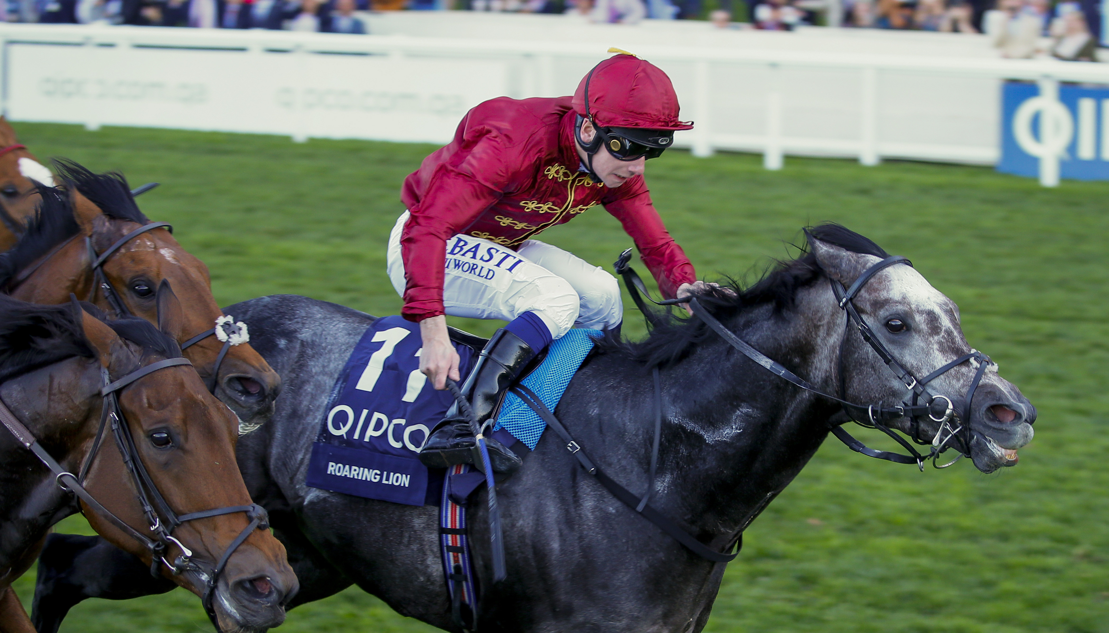 Roaring Lion: Qatar Racing have retained a large group of horses by their much missed four-time G1 winner. Photo: Mark Cranham / focusonracing.com