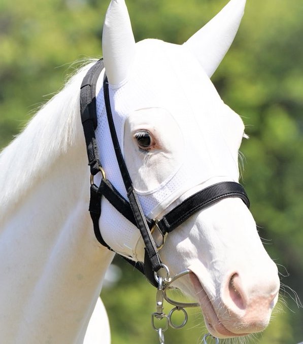 Idol horse: as a pure white horse, Sodashi is a rarity in the Thoroughbred racing. Photo: Yukanfuji_keiba