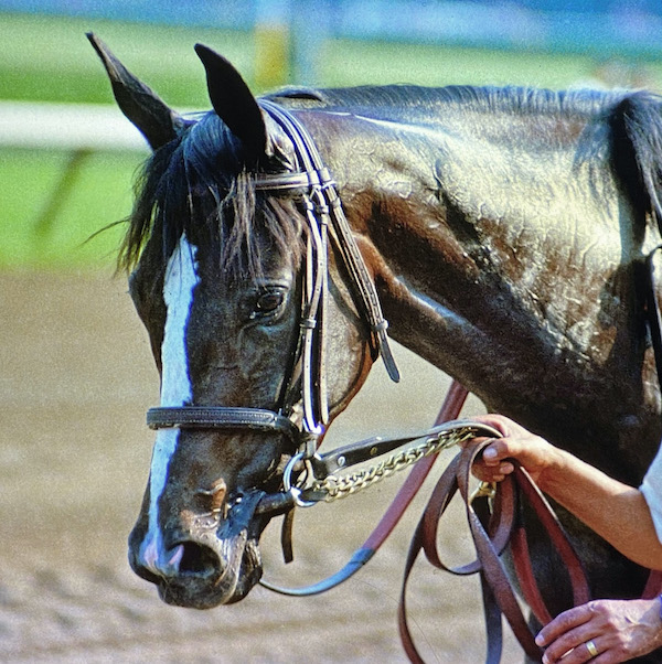 You could cover her with the sweat and grime of a tough race, and still Fran's Valentine had style. Photo: Barbara Livingston