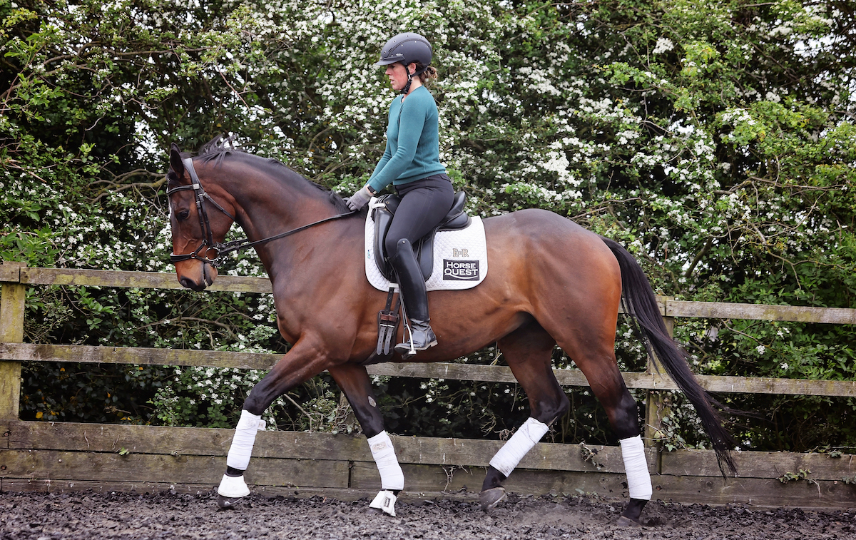 Forth Bridge: Musselburgh winner is set for a second career in dressage under the tutelage of Louise Robson. Photo: Retraining of Racehorses 