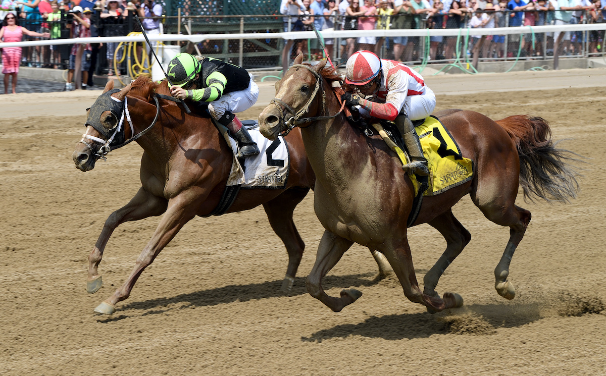 Celtic Chaos (left): Saratoga black-type stakes winner is now enjoying his retirement on the farm. Photo: NYRA / Chelsea Durand (Coglianese)