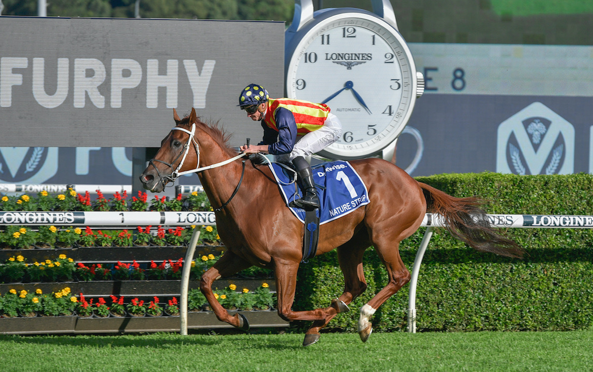 Nature Strip: world champion sprinter, pictured here completing a hat-trick in the TJ Smith,  is set to run in King’s Stand Stakes. Photo: Bradleyphotos.com.au for IFHA