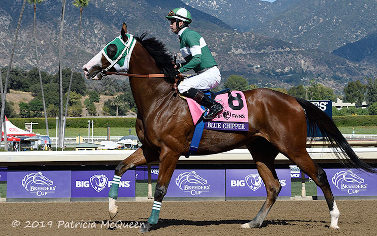 Prolific Korean winner Blue Chipper came from the Sister Dot branch of the Secretariat family line. Here he is pictured before the Breeders’ Cup Dirt Mile in 2019 at Santa Anita, in which he was third. Photo: Patricia McQueen