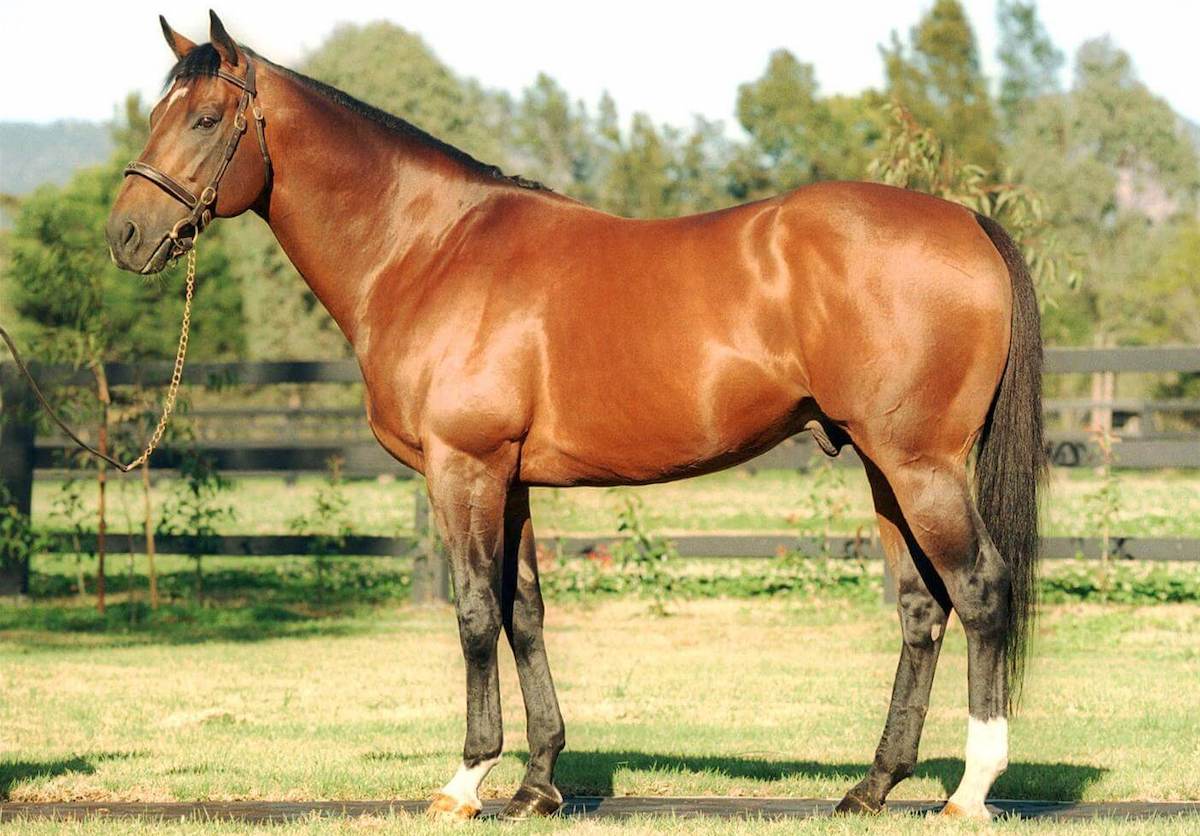 Danehill: the Danzig blood flowed strongest through Danehill, an outstanding stallion on both hemispheres but a truly dominant force in Australasia. Photo: Arrowfield Stud