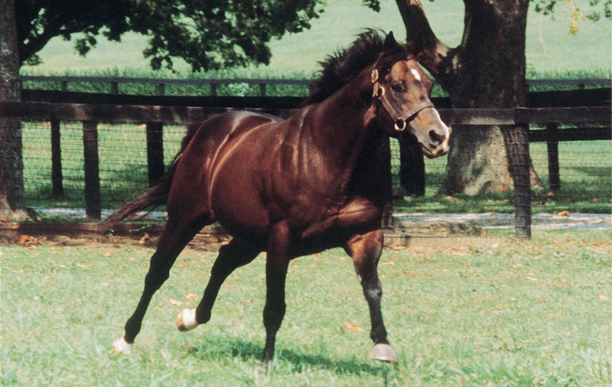 Danzig: son of Northern Dancer was responsible for about 200 stakes winners featuring big names on both dirt and turf. Photo: Claiborne Farm
