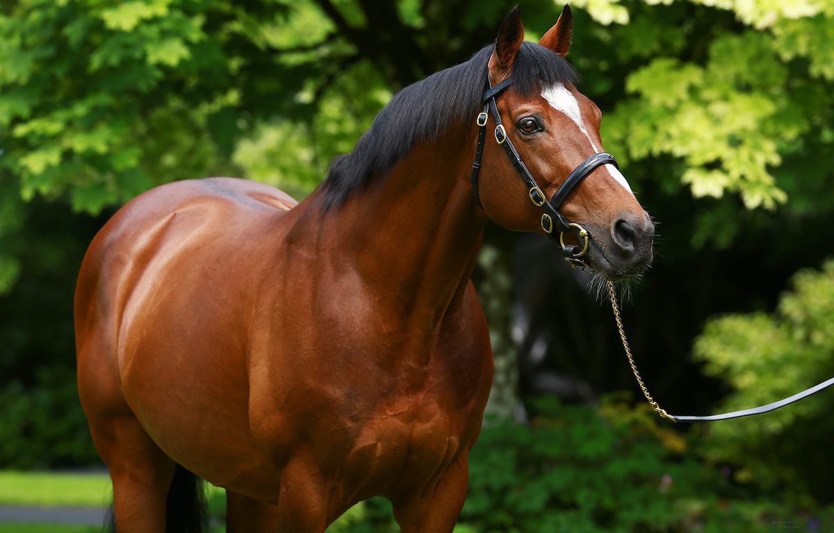 The late Galileo, who died in July 2021: 12-time purebred champion, cast an almighty presence on the breed after taking on the role of world leader from his own sire, Sadler's Wells.  Photo: Coolmore