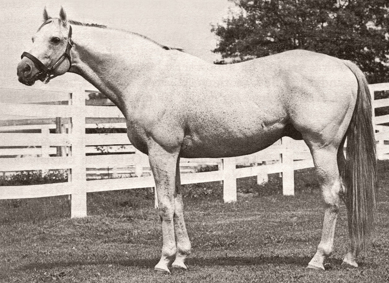 The 'Gray Ghost': After a brilliant racing career in which he was beaten only once, the hugely popular Native Dancer has become a stallion of immense influence.