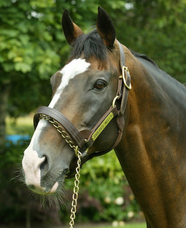 Sadler’s Wells: modern-era bloodstock hero was a 14-time British and Irish champion sire. Photo: Coolmore