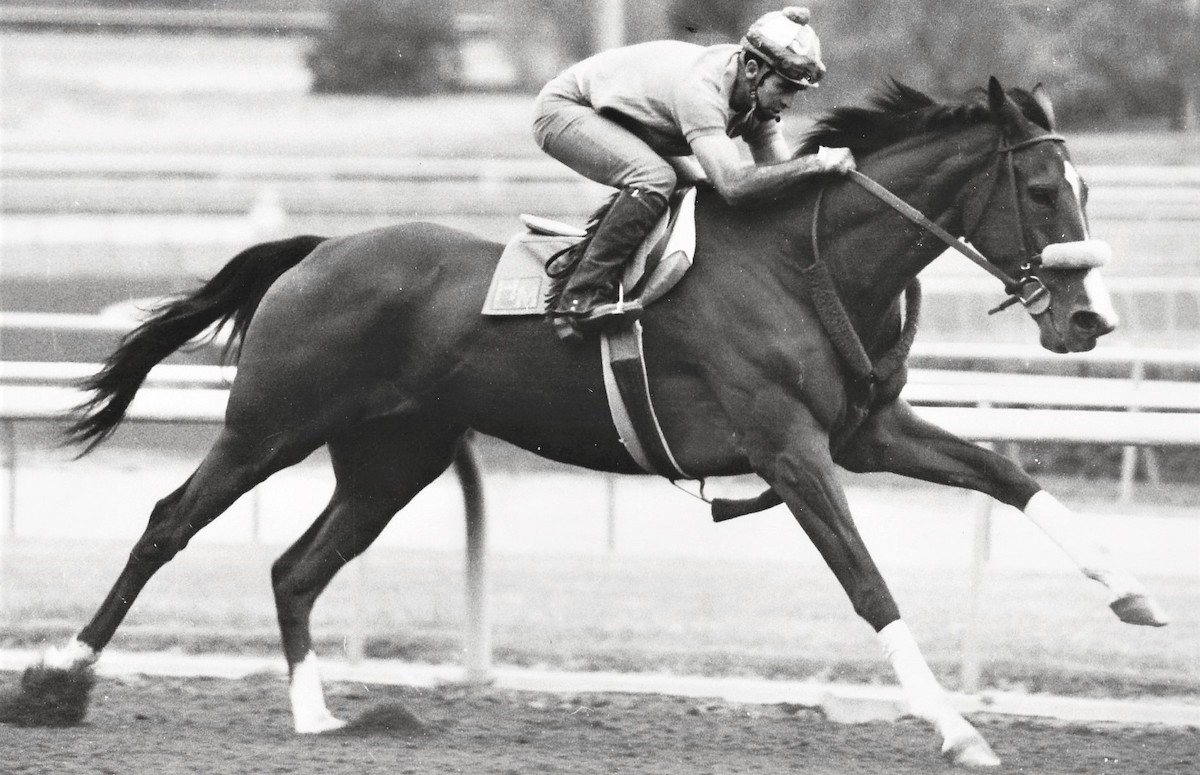 Tizna in full flight during a workout in preparation for one of her seven stakes wins at Santa Anita. Photo: Santa Anita Park