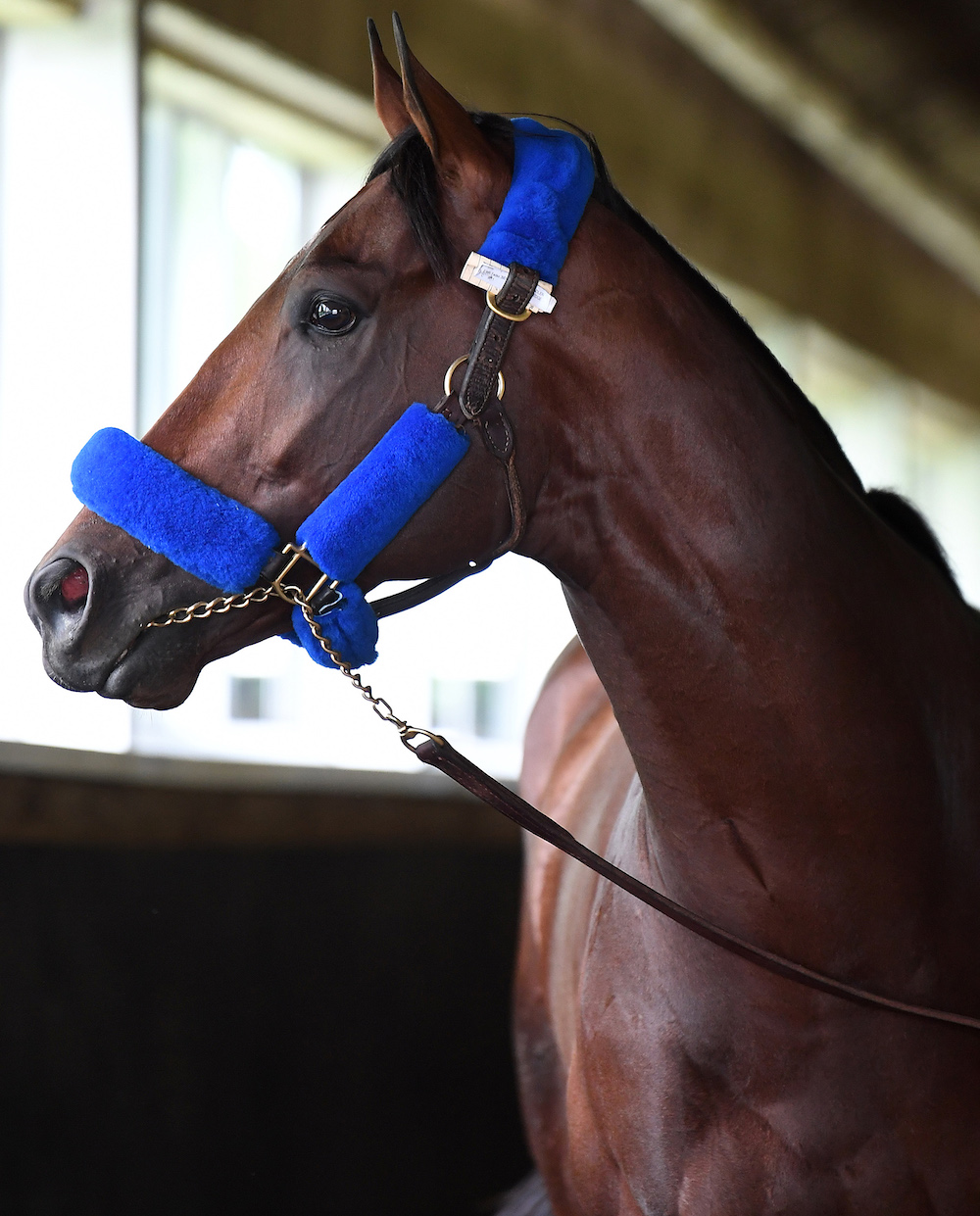 Flightline: won his four starts by a cumulative 43½ lengths. Photo: NYRA / Susie Raisher (Coglianese)