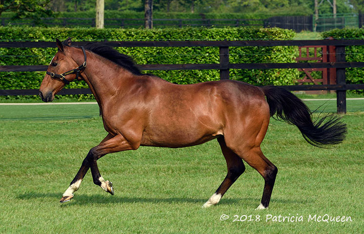 Istabraq: celebrated hurdler in retirement at owner JP McManus’s Irish base. Photo: Patricia McQueen