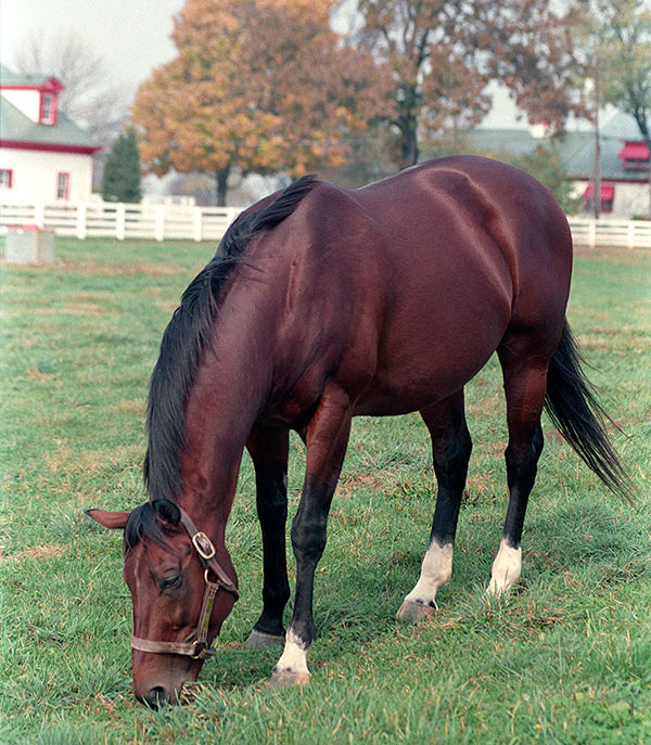 Secreto: Derby winner was a son of Northern Dancer out of Secretariat mare Betty’s Secret. Photo: Patricia McQueen