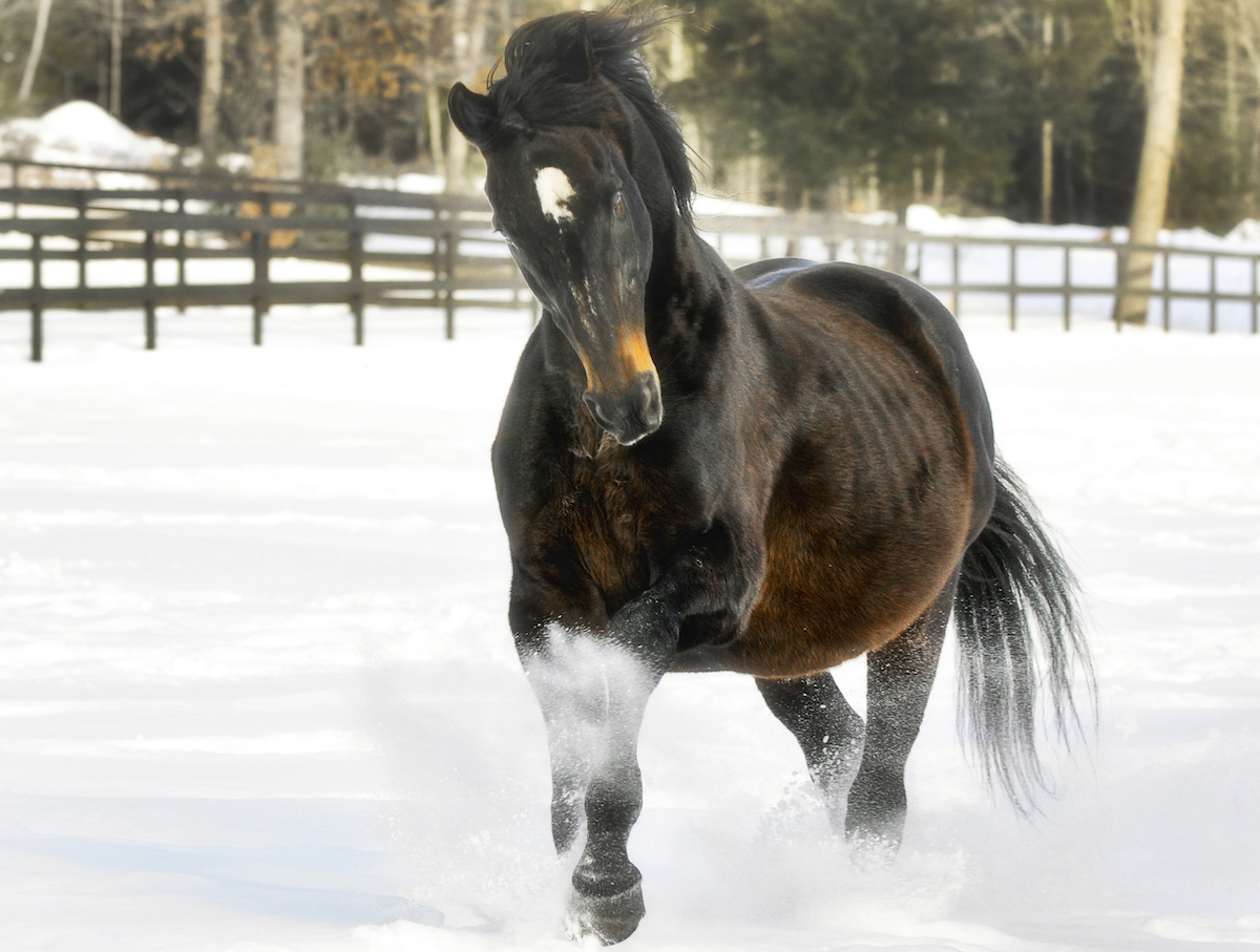 Happy retirement: Thunder Rumble enjoyed his latter days at Old Friends Retirement Farm in Cabin Creek, near Saratoga. Photo: Connie Bush/Tiger Eye Photography/Old Friends 