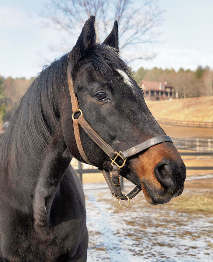 Thunder Rumble: New York-bred blue-collar hero. Photo: Connie Bush / Tiger Eye Photography / Old Friends