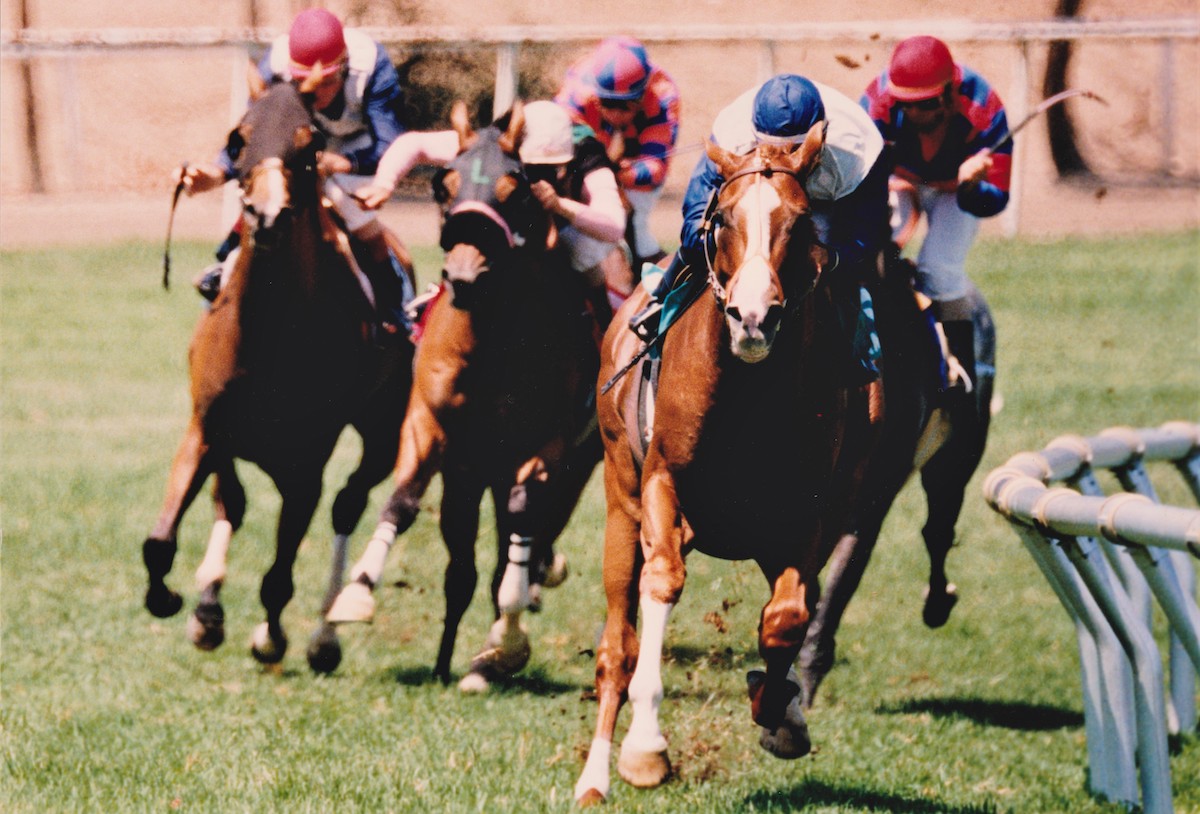 Sandpit completes a bi-coastal sweep of rich events sponsored by Caesars Palace Casino in the 1995 Turf Championship at Hollywood Park. Photo: by Stidham & Assoc., courtesy of Hollywood Park, provided by Edward Kip Hannan & Roberta Weiser