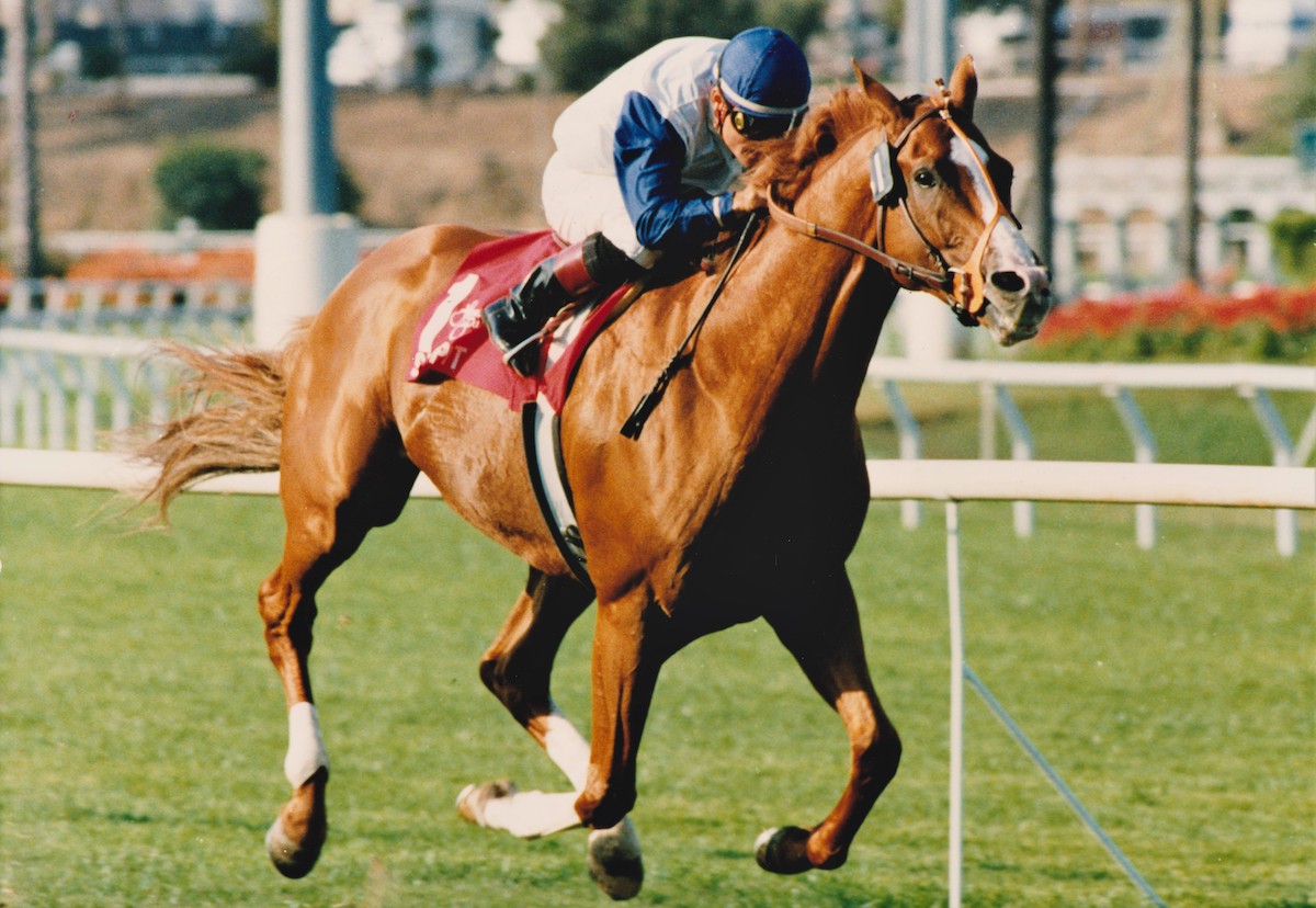 Always a joy to behold: Sandpit demonstrates his love affair with the West Coast grass courses in the 1996 Hollywood Turf Handicap. Photo: Stidham & Assoc., courtesy of Hollywood Park, provided by Edward Kip Hannan & Roberta Weiser
