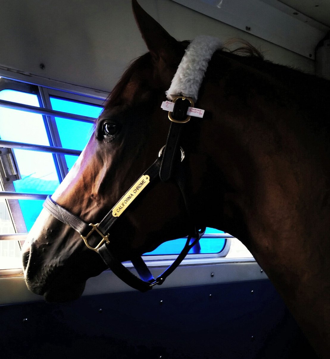 Celebrity guest: California Chrome looks out from his box stall en route from his California base. Photo: Summer Gotwals/Brook Ledge