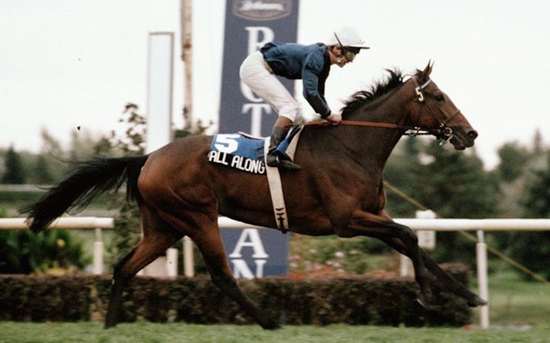 All Along: in the space of 41 days in 1983, the French filly won the Arc, Rothmans International at Woodbine, the Turf Classic at Aqueduct and finally the Washington DC International. Photo: Michael Burns Photo