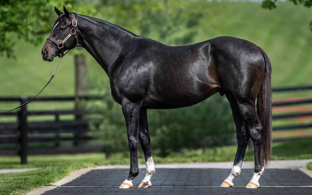 Young sire sensation: Not This Time, Taylor Made’s accomplished son of Giant’s Causeway, has cast all before him in 2022. Photo: Taylor Made Stallions