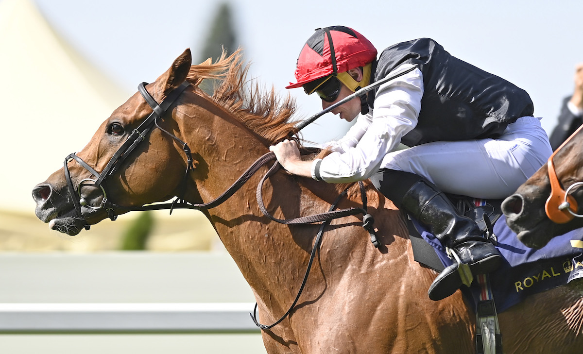 Moyglare-bred Kyprios, pictured here winning the Gold Cup at Ascot under Ryan Moore, was one of 15 Irish-bred winners at the Qatar Glorious Goodwood Festival. Photo: Francesca Altoft / focusonracing.com