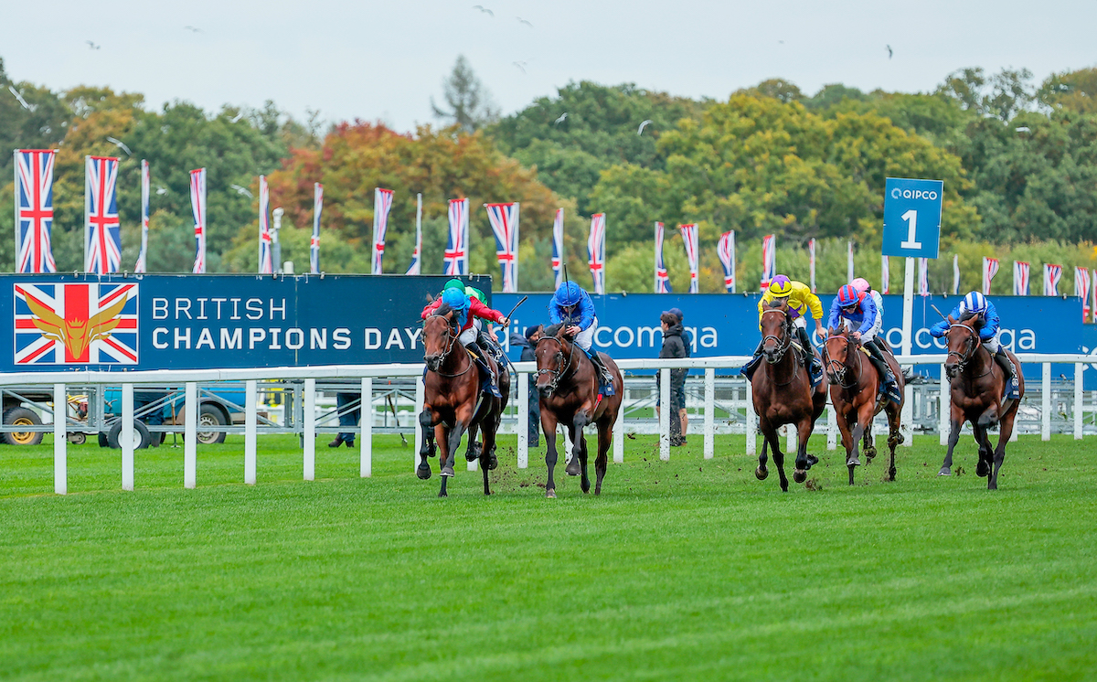 Champion dethroned: Baaeed (far right) is left trailing by Bay Bridge (red silks) and Adayar (Godolphin blue) in the Qipco Champion Stakes at Ascot. Photo: Mark Cranham / focusonracing.com