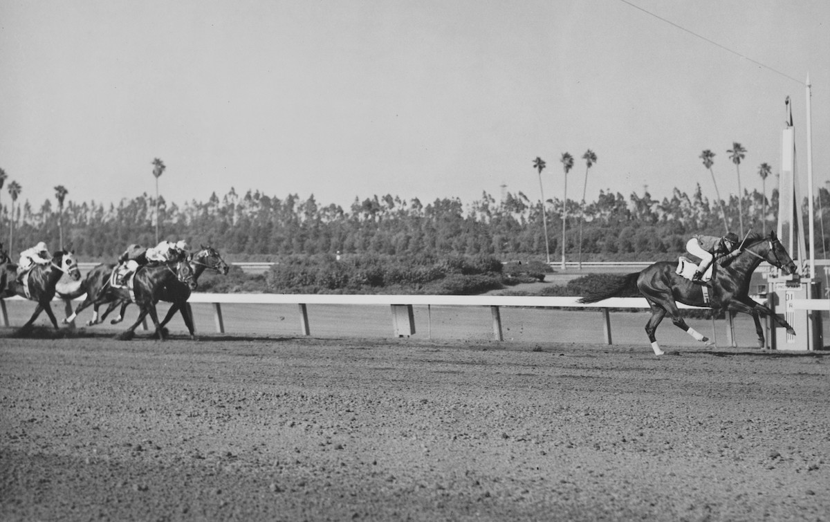 Looking a million dollars: Triple Crown hero Citation with a landmark success on his final start in the 1951 Hollywood Gold Cup. Photo courtesy of Hollywood Park, provided by Edward Kip Hannan & Roberta Weiser