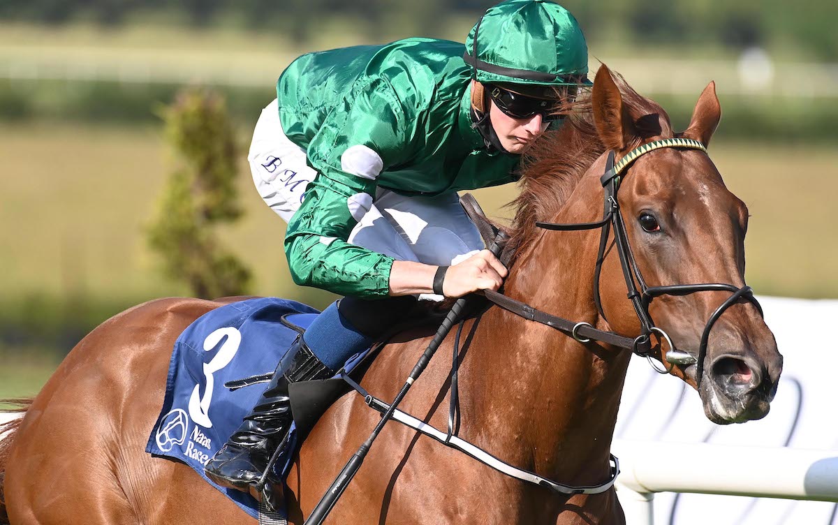 Ladies Church: Sapphire Stakes winner goes under the hammer at Goffs later this month. Photo: Healy / focusonracing.com