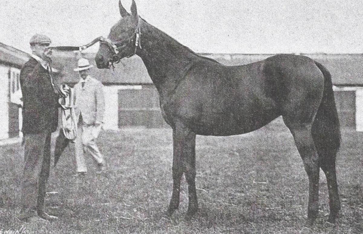 Future great: Sceptre as a yearling 1900 before her sale to Bob Sievier at Tattersalls