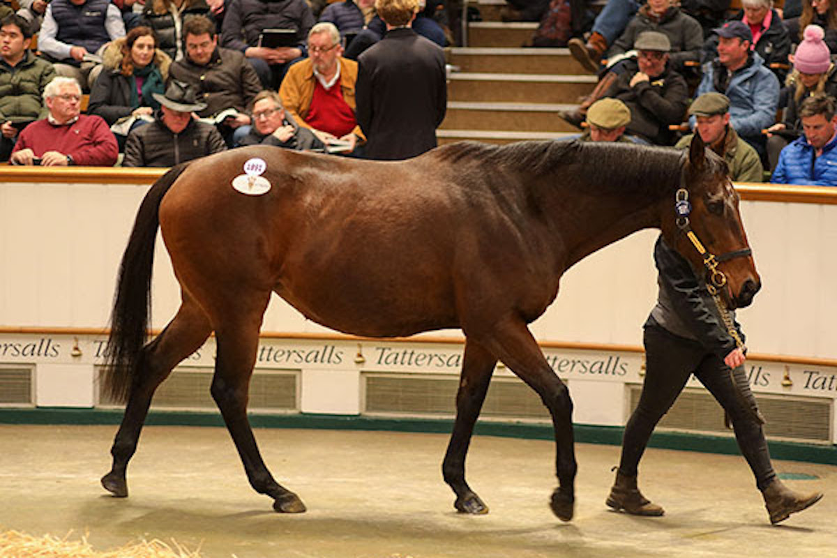 Desert Berry: dam of Derby winner Desert Crown has joined Coolmore broodmare band. Photo: Tattersalls