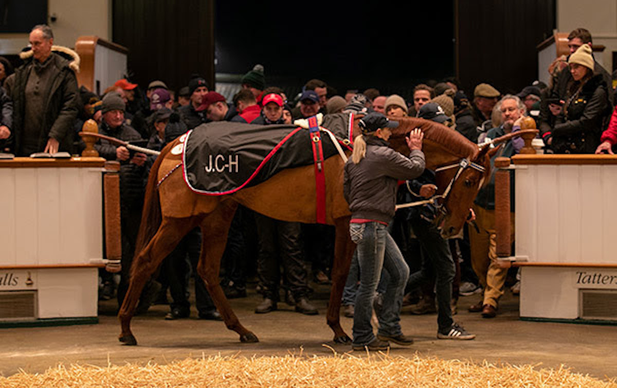 Saffron Beach: stays in training with Jane Chapple-Hyam after 3.6m gns sale during new Sceptre Sessions. Photo: Tattersalls