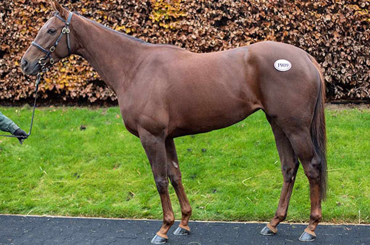 Tranquil Lady: ‘She is a really nice filly and can either go into training or go to see Dubawi,’ said Anthony Stroud. Photo: Tattersalls