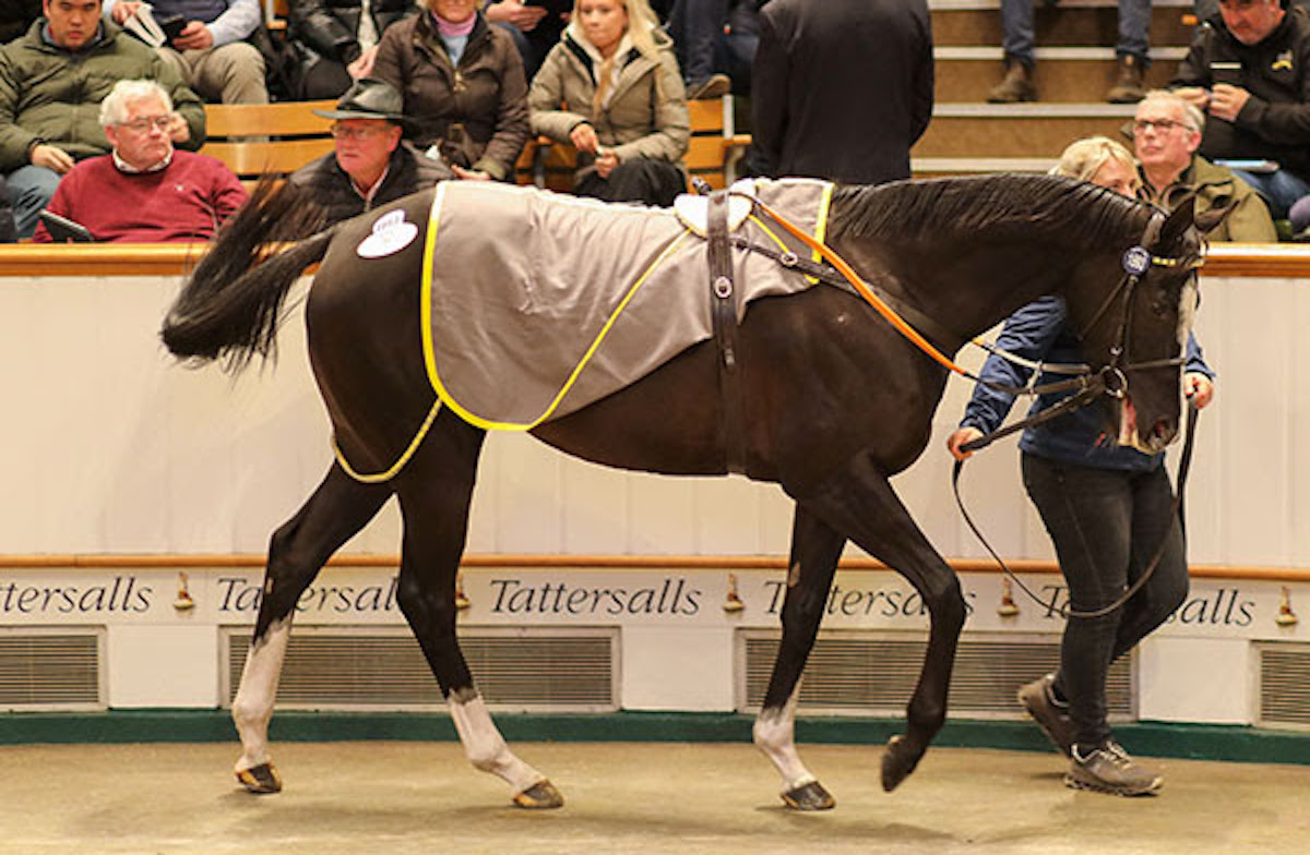 Ville De Grace: ‘For something like her to come and breed for us is a long-term plan and an investment in the future,’ said Lordship Stud’s Tom Harris. Photo: Tattersalls