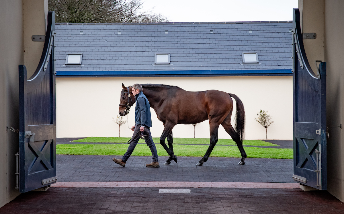 Order Of St George: leading jumps sire can be viewed at Coolmore’s sister stud, Castlehyde. Photo: ITM