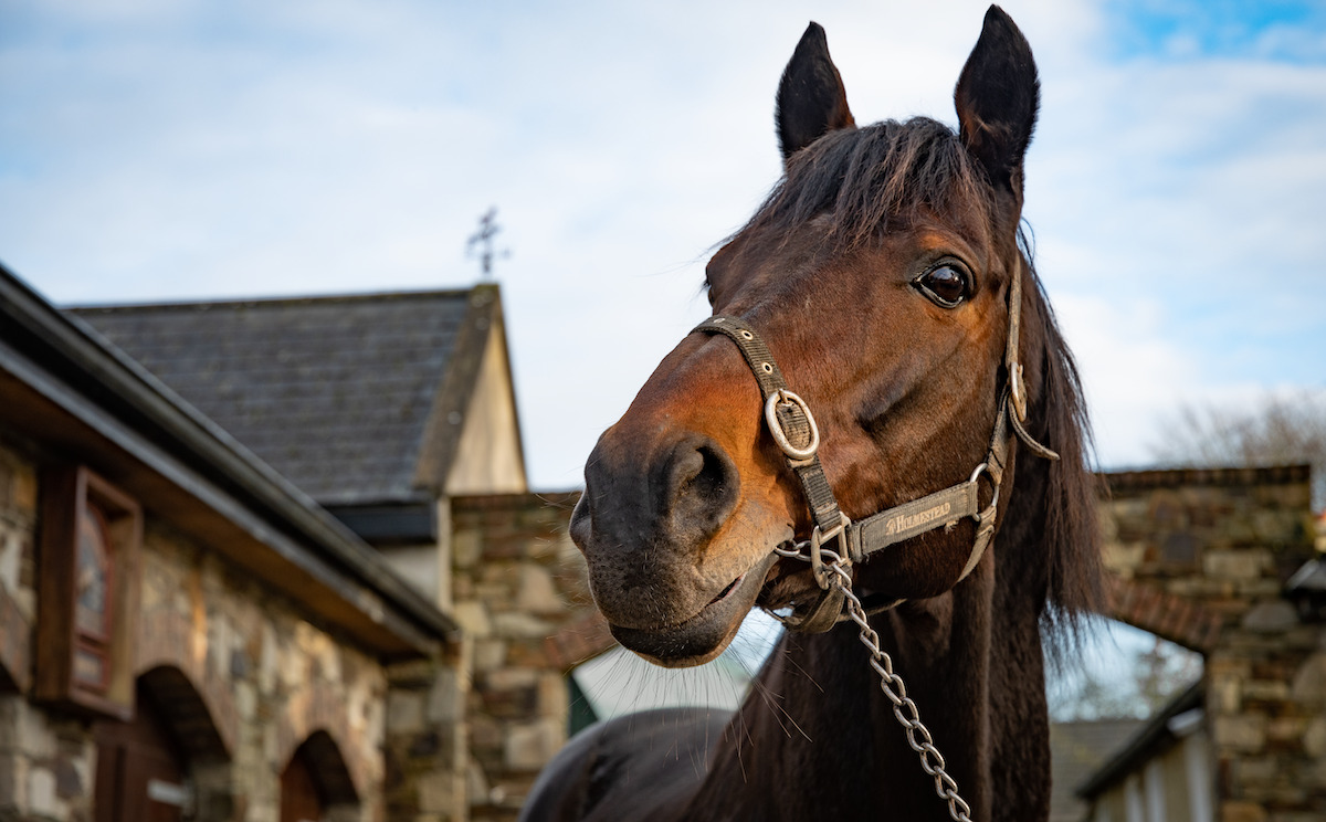Libertarian: Derby runner-up stands at Knockhouse Stud in Kilmacow, County Kilkenny. Photo: ITM